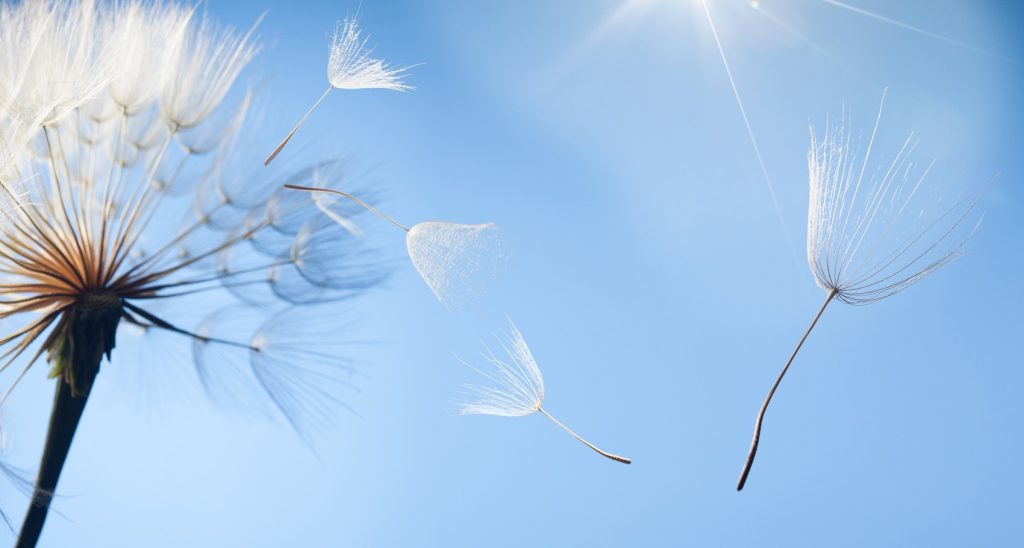 A dandelion is flying in the sky with its seeds.