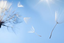 A dandelion is flying in the sky with its seeds.