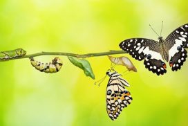 A group of butterflies on a branch with green background.
