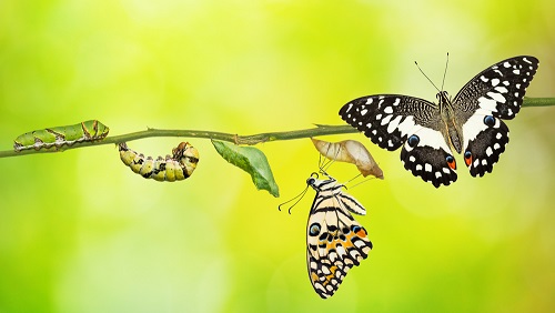 A group of butterflies on a branch with green background.