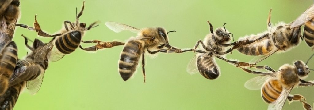 A bee is flying towards another one on the other.
