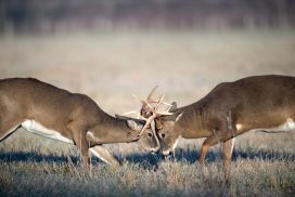 Two deer fighting with each other in a field.