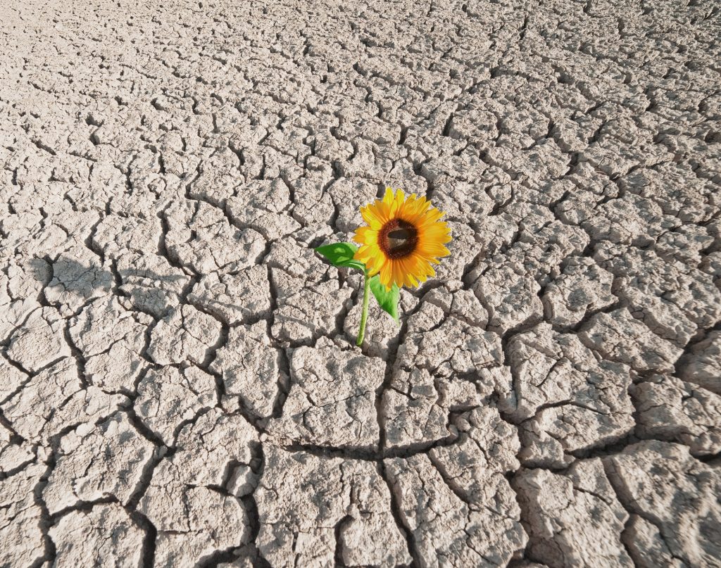 A single sunflower is growing in the middle of cracked earth.