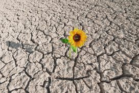 A single sunflower is growing in the middle of cracked earth.